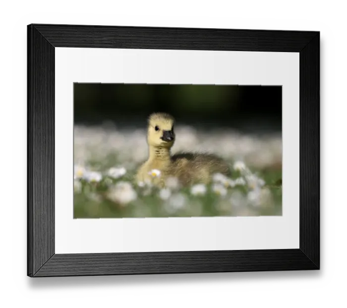 Framed Print : Canada Goose (Branta canadensis) introduced species, gosling, sitting on grass amongst daisies, London, England, may Framed Print : Canada Goose (Branta canadensis) introduced species, gosling, sitting on grass amongst daisies, London, England, may