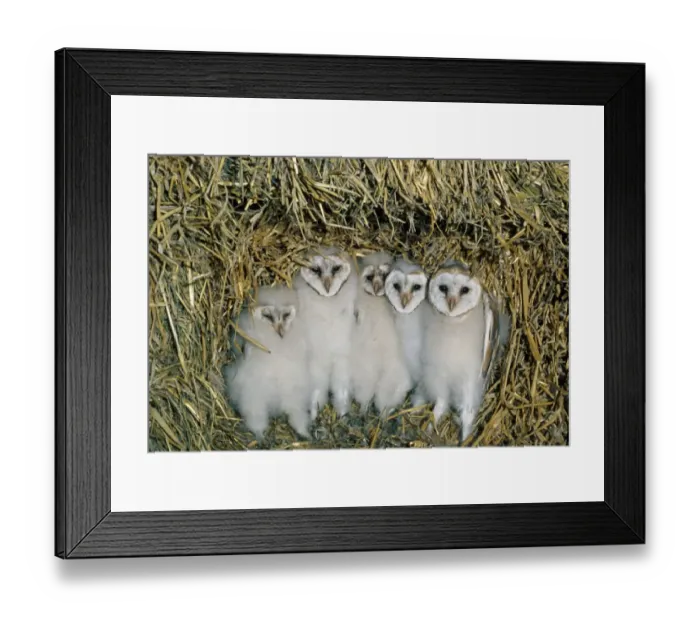 Framed Print : Barn Owl (Tyto alba) five chicks, at nest amongst straw bales in barn, Scotland Framed Print : Barn Owl (Tyto alba) five chicks, at nest amongst straw bales in barn, Scotland