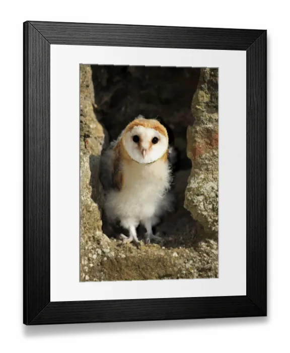 Framed Print : Barn Owl (Tyto alba) young, standing at nest entrance in building, Germany
