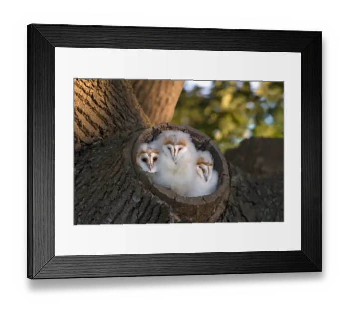Framed Print : Barn Owl (Tyto alba) three chicks, at entrance to nest in tree stump, waiting for parents return with food, Suffolk, England, june Framed Print : Barn Owl (Tyto alba) three chicks, at entrance to nest in tree stump, waiting for parents return with food, Suffolk, England, june