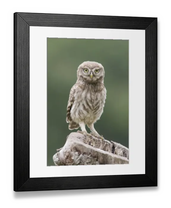 Framed Print : Little Owl (Athene noctua) chick, perched on tree stump nest, Berkshire, England Framed Print : Little Owl (Athene noctua) chick, perched on tree stump nest, Berkshire, England