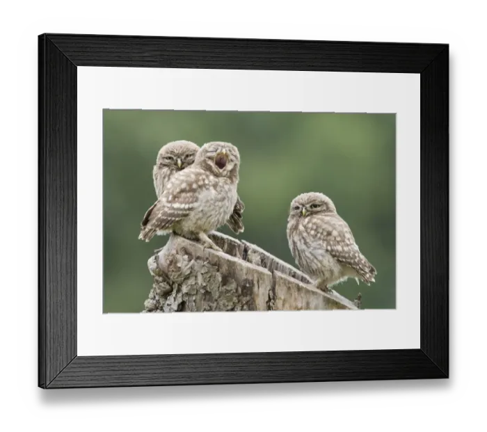 Framed Print : Little Owl (Athene noctua) three chicks, yawning, perched on tree stump nest, Berkshire, England