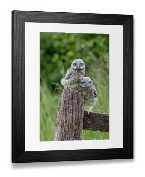 Framed Print : Little Owl (Athene noctua) two fledgling chicks, standing on fence, Suffolk, England, may Framed Print : Little Owl (Athene noctua) two fledgling chicks, standing on fence, Suffolk, England, may
