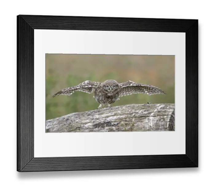 Framed Print : Little Owl (Athene noctua) young, displaying with wings spread, Leicestershire, England, june