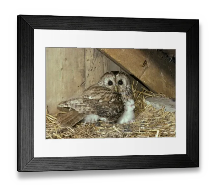 Framed Print : Tawny Owl (Strix aluco) Adult with chick under wing - in barn Framed Print : Tawny Owl (Strix aluco) Adult with chick under wing - in barn