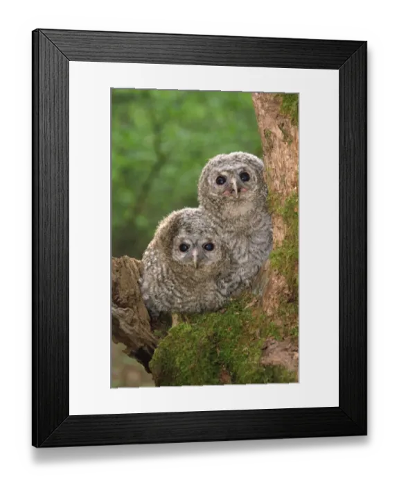 Framed Print : Tawny Owl (Strix aluco) two young in tree, Berkshire, England