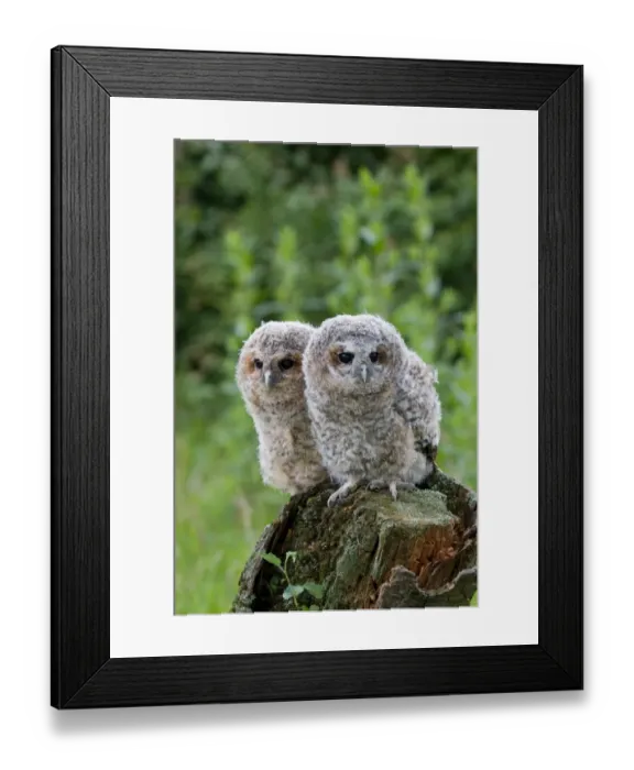 Framed Print : Tawny Owl (Strix aluco) two fledgling chicks, standing on stump, Suffolk, England, may Framed Print : Tawny Owl (Strix aluco) two fledgling chicks, standing on stump, Suffolk, England, may
