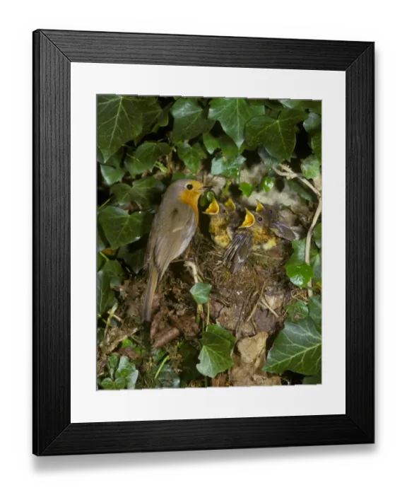 Framed Print : Europeon Robin (Erithacus rubecula) At nest with food in beak - young demanding Framed Print : Europeon Robin (Erithacus rubecula) At nest with food in beak - young demanding