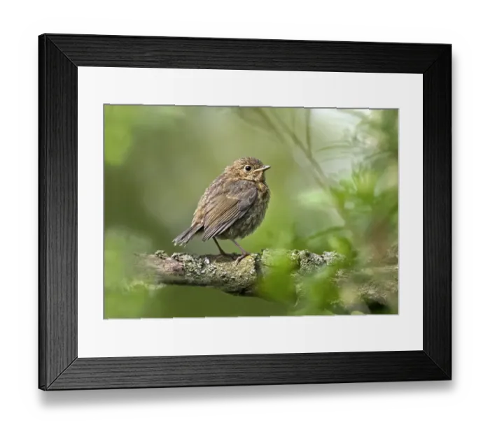 Framed Print : European Robin (Erithacus rubecula) Juvenile - Washington, West Sussex, England - April