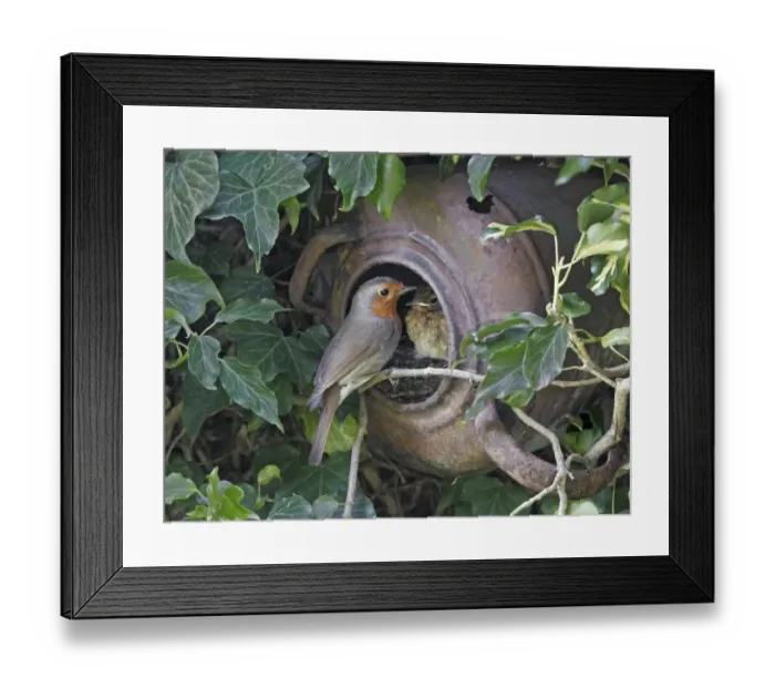 Framed Print : European Robin (Erithacus rubecula) adult with chick, at nest in old kettle, on ivy covered garden wall, Staffordshire, England, april