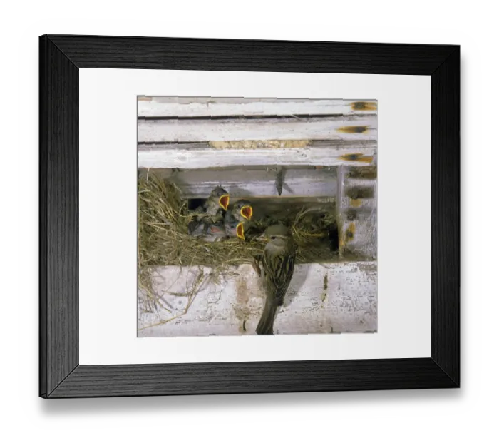 Framed Print : House Sparrow (Passer domesticus) adult female, feeding begging chicks at nest in building, England Framed Print : House Sparrow (Passer domesticus) adult female, feeding begging chicks at nest in building, England