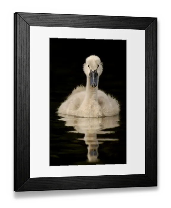 Framed Print : Mute Swan (Cygnus olor) cygnet, swimming on lake, Derbyshire, England, may