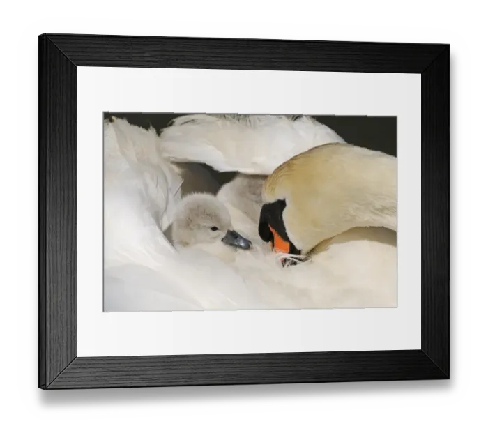 Framed Print : Mute Swan (Cygnus olor) cygnet, on back of adult female, Abbotsbury, Dorset, England Framed Print : Mute Swan (Cygnus olor) cygnet, on back of adult female, Abbotsbury, Dorset, England