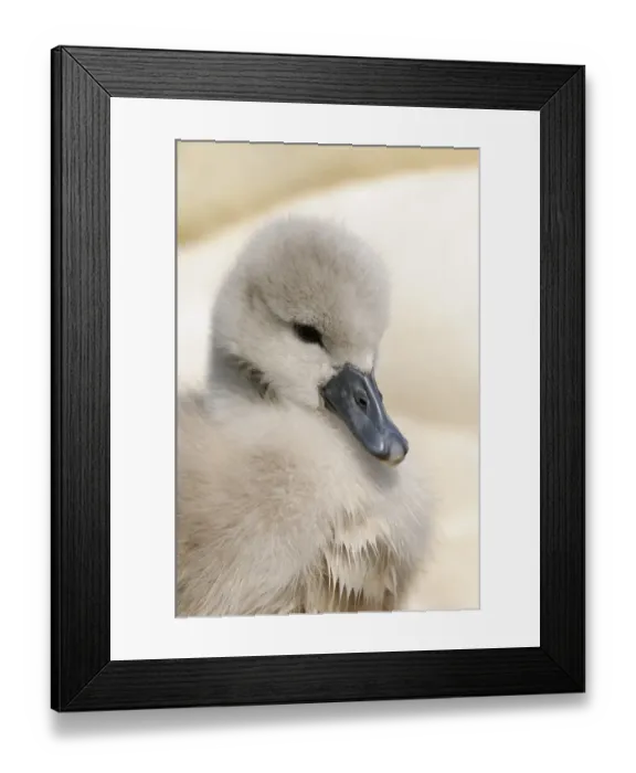 Framed Print : Mute Swan (Cygnus olor) cygnet, close-up of head, at nest, Abbotsbury, Dorset, England Framed Print : Mute Swan (Cygnus olor) cygnet, close-up of head, at nest, Abbotsbury, Dorset, England