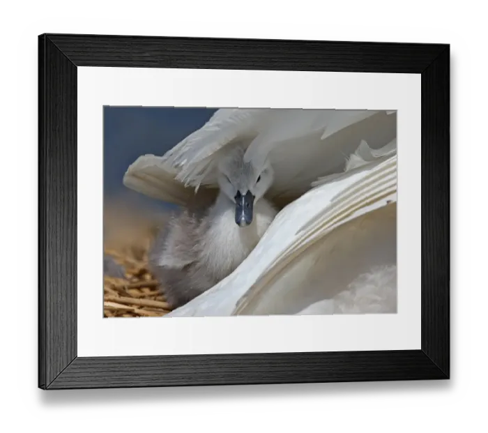 Framed Print : Mute Swan (Cygnus olor) cygnet, sheltered under wing of adult female, on nest, Dorset, England Framed Print : Mute Swan (Cygnus olor) cygnet, sheltered under wing of adult female, on nest, Dorset, England