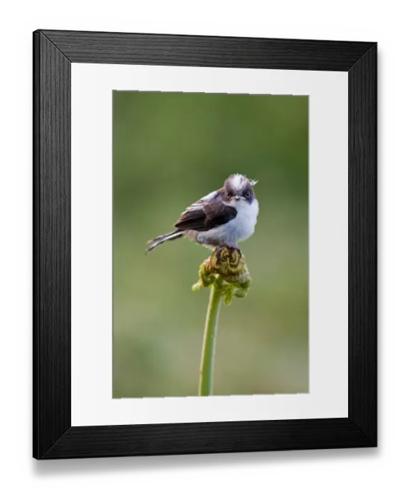 Framed Print : Long-tailed Tit (Aegithalos caudatus) fledgling, perched on Bracken (Pteridium aquilinum) emerging frond, Suffolk, England, may Framed Print : Long-tailed Tit (Aegithalos caudatus) fledgling, perched on Bracken (Pteridium aquilinum) emerging frond, Suffolk, England, may