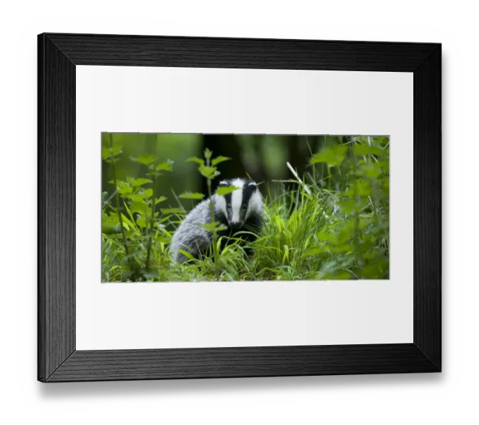 Framed Print : Eurasian Badger (Meles meles) cub, foraging amongst vegetation, in daylight, Oxfordshire, England Framed Print : Eurasian Badger (Meles meles) cub, foraging amongst vegetation, in daylight, Oxfordshire, England