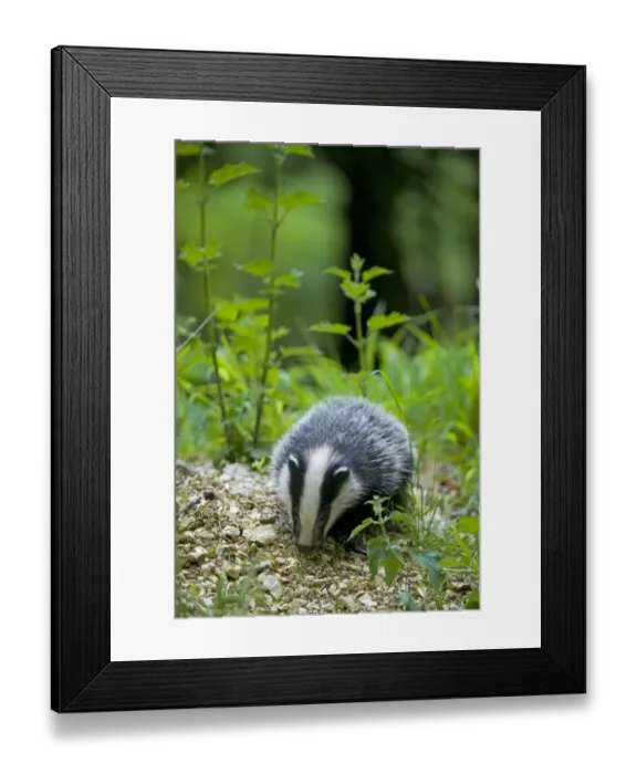 Framed Print : Eurasian Badger (Meles meles) cub, foraging on sett, in daylight, Oxfordshire, England Framed Print : Eurasian Badger (Meles meles) cub, foraging on sett, in daylight, Oxfordshire, England