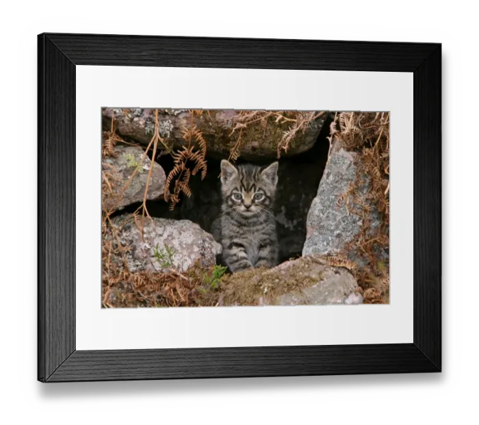 Framed Print : European Wild Cat (Felis silvestris) kitten, at den entrance, Scotland Framed Print : European Wild Cat (Felis silvestris) kitten, at den entrance, Scotland