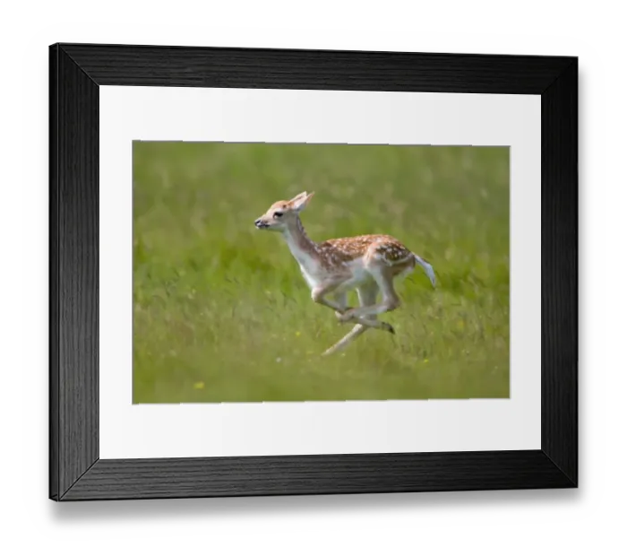 Framed Print : Fallow Deer (Dama dama) fawn, running, Suffolk, England, june Framed Print : Fallow Deer (Dama dama) fawn, running, Suffolk, England, june