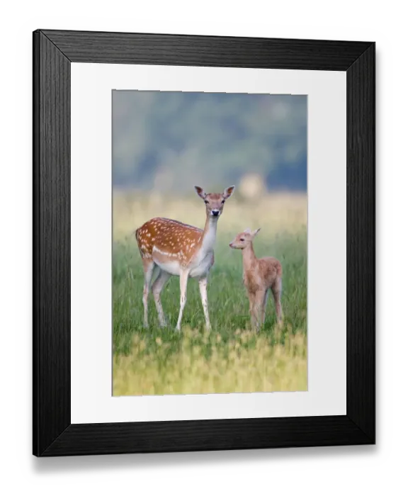 Framed Print : Fallow Deer (Dama dama) doe with two-week old fawn, standing in grass, Suffolk, England, june