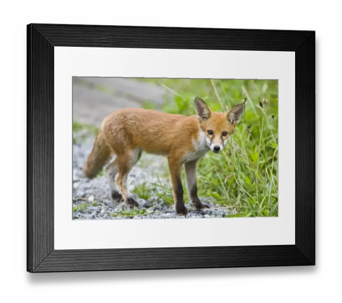 Framed Print : Red Fox (Vulpes vulpes) cub, standing on path, in woodland, England Framed Print : Red Fox (Vulpes vulpes) cub, standing on path, in woodland, England
