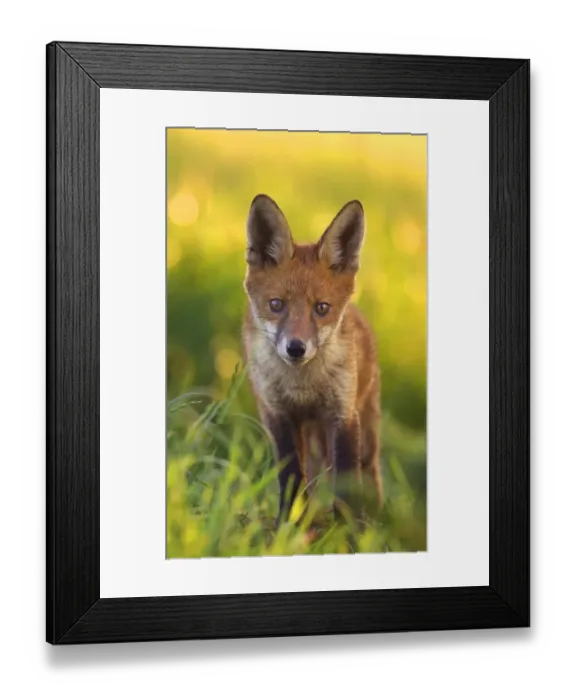 Framed Print : European Red Fox (Vulpes vulpes) cub, standing near earth at dawn, Derbyshire, England Framed Print : European Red Fox (Vulpes vulpes) cub, standing near earth at dawn, Derbyshire, England