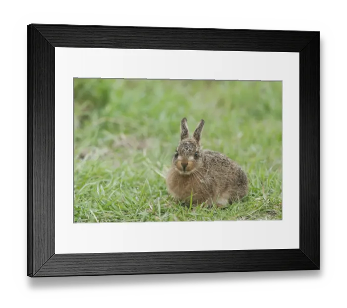 Framed Print : European Hare (Lepus europaeus) leveret, sitting, North Kent Marshes, Kent, England, april Framed Print : European Hare (Lepus europaeus) leveret, sitting, North Kent Marshes, Kent, England, april