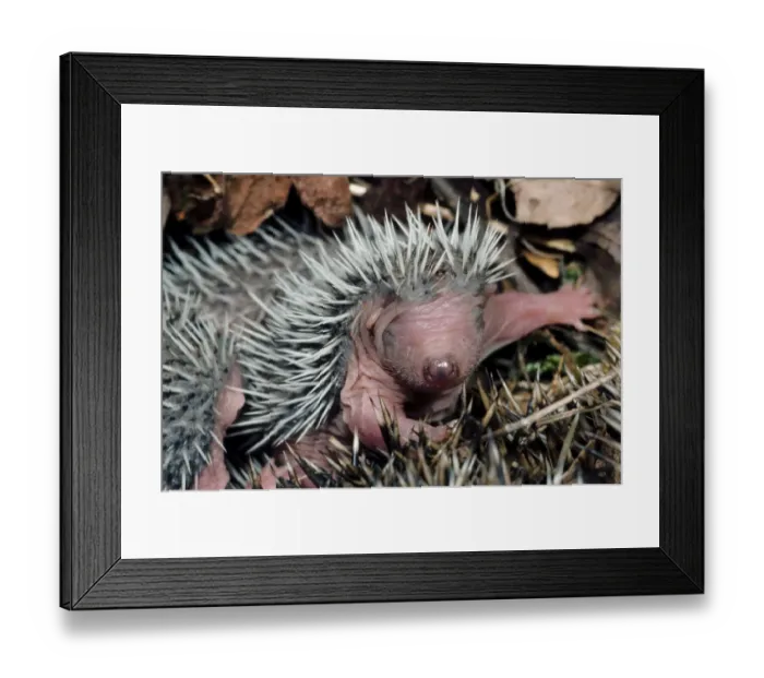 Framed Print : European Hedgehog (Erinaceus europaeus) babies, in nest, Spain Framed Print : European Hedgehog (Erinaceus europaeus) babies, in nest, Spain