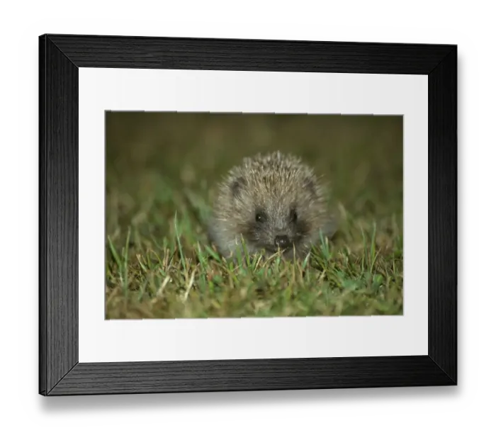 Framed Print : Hedgehog (Erinaceus europaeus) Young