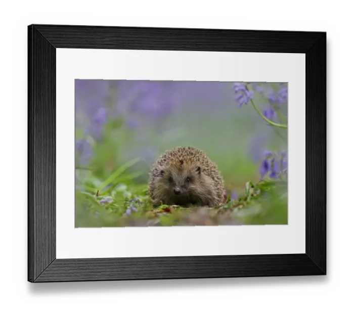 Framed Print : European Hedgehog (Erinaceus europaeus) young, amongst bluebells in woodland, Peak District, Derbyshire, England, spring