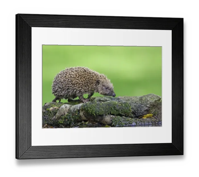 Framed Print : European Hedgehog (Erinaceus europaeus) juvenile, at garden pond, Warwickshire, England, summer Framed Print : European Hedgehog (Erinaceus europaeus) juvenile, at garden pond, Warwickshire, England, summer