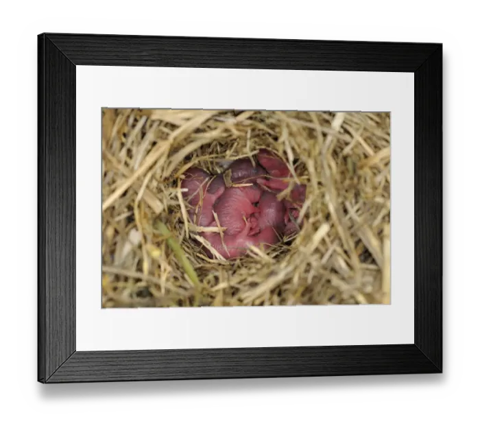 Framed Print : Wood Mouse (Apodemus sylvaticus) newborn young in nest, Oxfordshire, England, june Framed Print : Wood Mouse (Apodemus sylvaticus) newborn young in nest, Oxfordshire, England, june