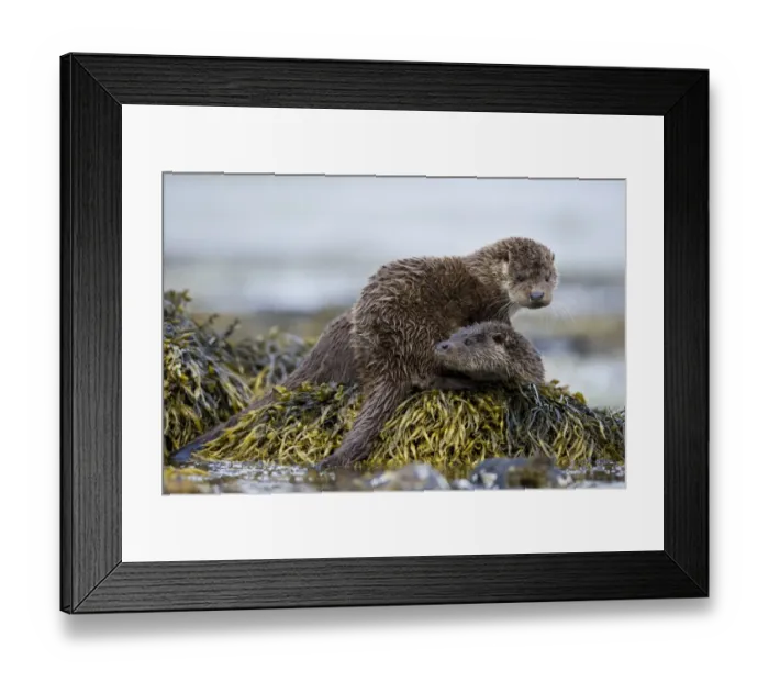 Framed Print : European Otter (Lutra lutra) adult female with cub, resting on seaweed, Isle of Mull, Inner Hebrides, Scotland Framed Print : European Otter (Lutra lutra) adult female with cub, resting on seaweed, Isle of Mull, Inner Hebrides, Scotland