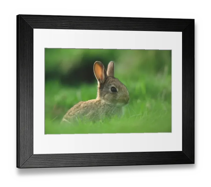 Framed Print : European Rabbit (Oryctolagus cuniculus) young near warren entrance, Lammermuir Hills, Borders, Scotland Framed Print : European Rabbit (Oryctolagus cuniculus) young near warren entrance, Lammermuir Hills, Borders, Scotland