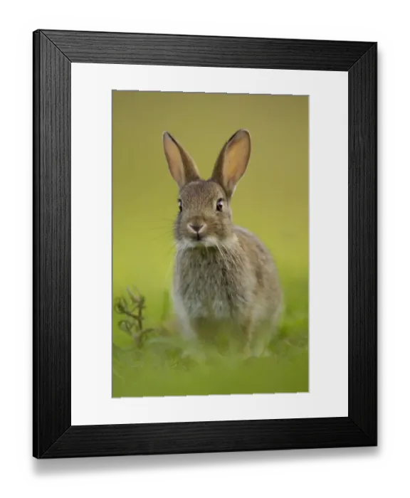 Framed Print : European Rabbit (Oryctolagus cuniculus) young, alert, sitting near warren in evening sunlight, Norfolk, England, june Framed Print : European Rabbit (Oryctolagus cuniculus) young, alert, sitting near warren in evening sunlight, Norfolk, England, june