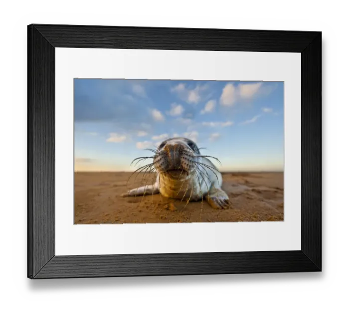 Framed Print : Grey Seal (Halichoerus grypus) pup, resting on sandy beach at dawn, Donna Nook, Lincolnshire, England, winter Framed Print : Grey Seal (Halichoerus grypus) pup, resting on sandy beach at dawn, Donna Nook, Lincolnshire, England, winter