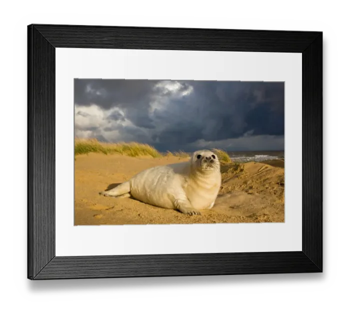 Framed Print : Grey Seal (Halichoerus grypus) one-two week old whitecoat pup, resting in sand dunes, with approaching stormclouds, Norfolk, England, november Framed Print : Grey Seal (Halichoerus grypus) one-two week old whitecoat pup, resting in sand dunes, with approaching stormclouds, Norfolk, England, november