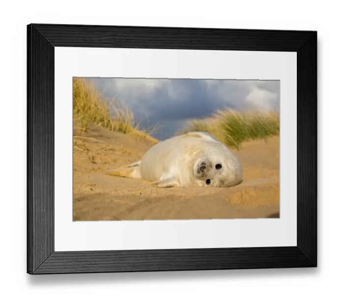 Framed Print : Grey Seal (Halichoerus grypus) one-two week old whitecoat pup, resting in sand dunes, Norfolk, England, november Framed Print : Grey Seal (Halichoerus grypus) one-two week old whitecoat pup, resting in sand dunes, Norfolk, England, november