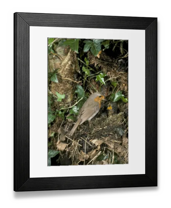 Framed Print : Robin Erithacus rubecula at nest feeding young Framed Print : Robin Erithacus rubecula at nest feeding young