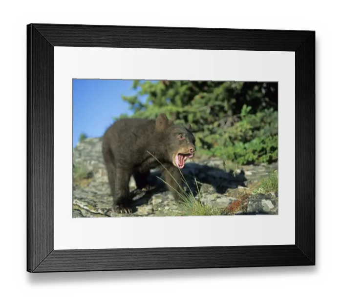 Framed Print : American Black Bear (Ursus americanus) young male, calling, standing on rock Framed Print : American Black Bear (Ursus americanus) young male, calling, standing on rock