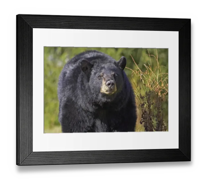 Framed Print : American Black Bear (Ursus americanus) close-up of adult, in forest clearing, Nova Scotia, Canada