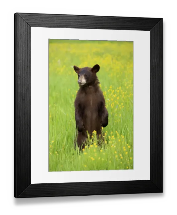 Framed Print : American Black Bear (Ursus americanus) cub, standing on hind legs in meadow, Minnesota, U. S. A Framed Print : American Black Bear (Ursus americanus) cub, standing on hind legs in meadow, Minnesota, U. S. A