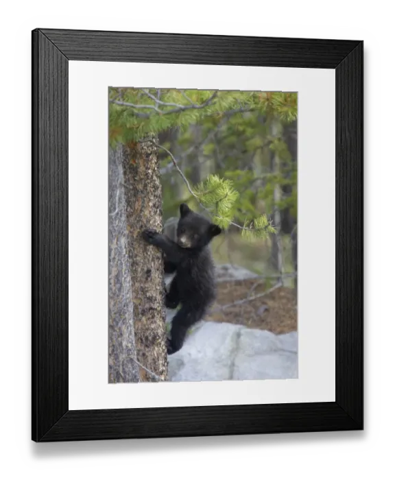 Framed Print : American Black Bear (Ursus americanus) cub, climbing tree trunk, Rocky Mountains, Alberta, Canada, june Framed Print : American Black Bear (Ursus americanus) cub, climbing tree trunk, Rocky Mountains, Alberta, Canada, june