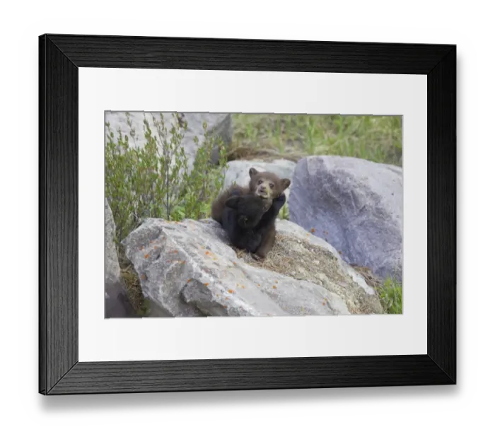 Framed Print : American Black Bear (Ursus americanus) normal and cinnamon forms, two cubs, playfighting on rocks, Rocky Mountains Framed Print : American Black Bear (Ursus americanus) normal and cinnamon forms, two cubs, playfighting on rocks, Rocky Mountains