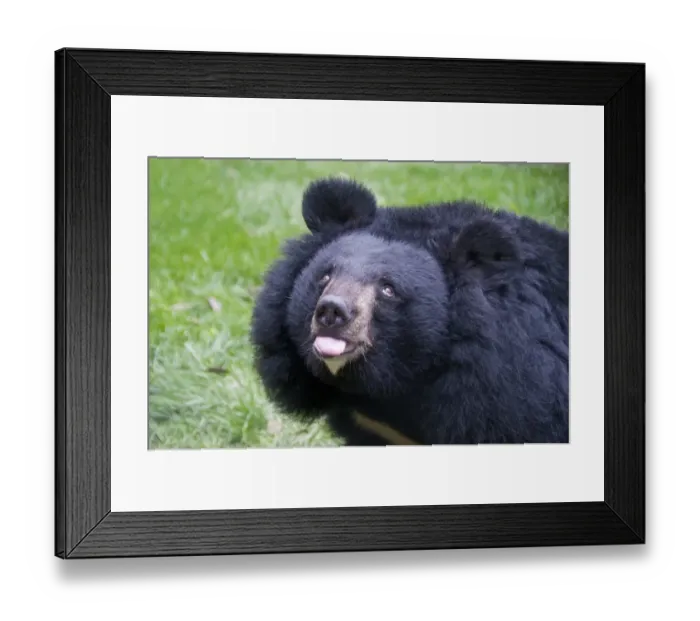 Framed Print : Asiatic Black Bear (Ursus thibetanus) adult, close-up of head, Animals Asia Rescue Centre, Chengdu, Sichuan, China Framed Print : Asiatic Black Bear (Ursus thibetanus) adult, close-up of head, Animals Asia Rescue Centre, Chengdu, Sichuan, China