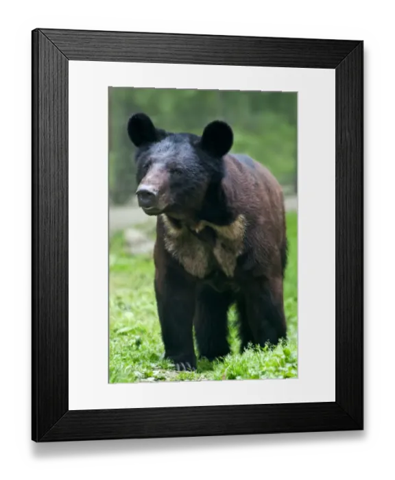 Framed Print : Asiatic Black Bear (Ursus thibetanus) x Brown Bear (Ursus arctos) hybrid, cub, standing, Animals Asia Rescue Centre Framed Print : Asiatic Black Bear (Ursus thibetanus) x Brown Bear (Ursus arctos) hybrid, cub, standing, Animals Asia Rescue Centre