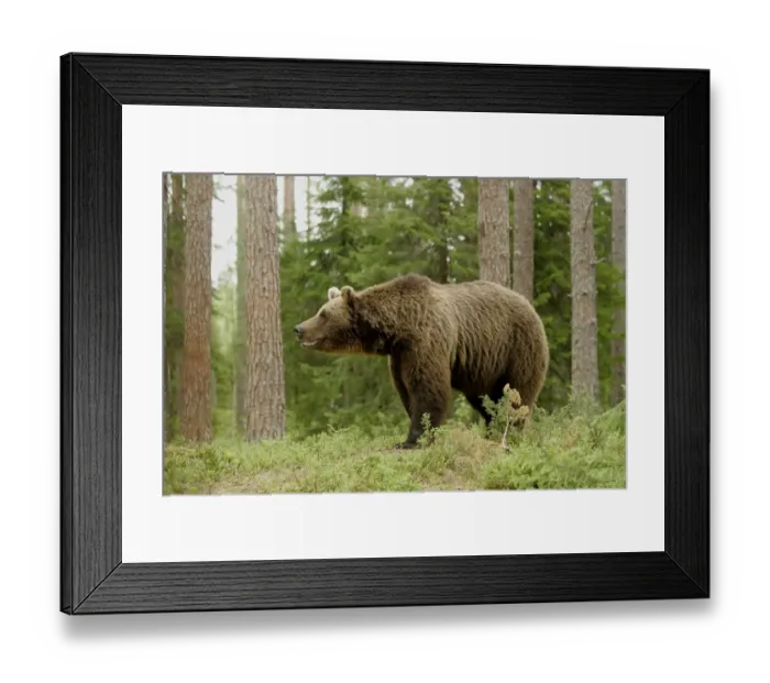Framed Print : European Brown Bear (Ursus arctos) adult, in coniferous forest, Finland Framed Print : European Brown Bear (Ursus arctos) adult, in coniferous forest, Finland