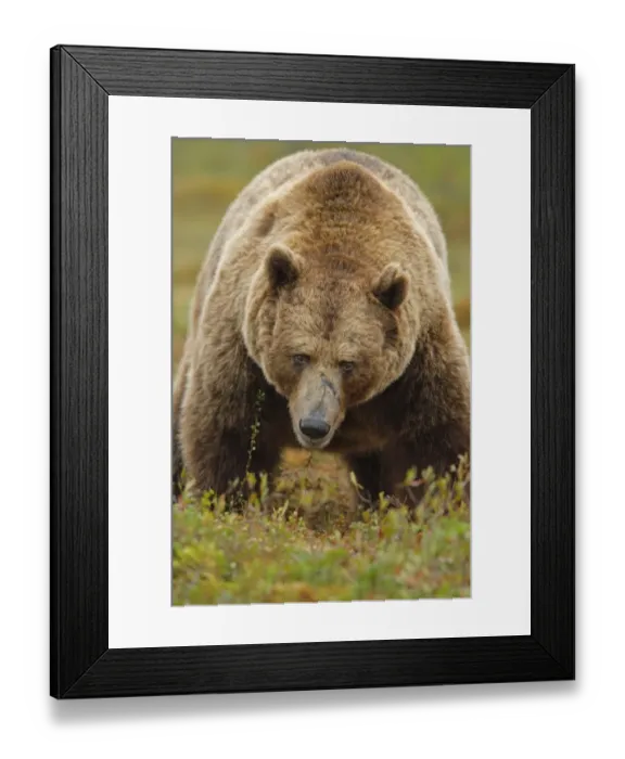 Framed Print : European Brown Bear (Ursus arctos arctos) adult, standing in bog habitat, Northeast Finland Framed Print : European Brown Bear (Ursus arctos arctos) adult, standing in bog habitat, Northeast Finland