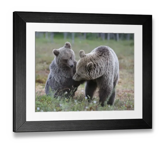 Framed Print : European Brown Bear (Ursus arctos arctos) adult female, playing with cub, in bog habitat, Northeast Finland Framed Print : European Brown Bear (Ursus arctos arctos) adult female, playing with cub, in bog habitat, Northeast Finland